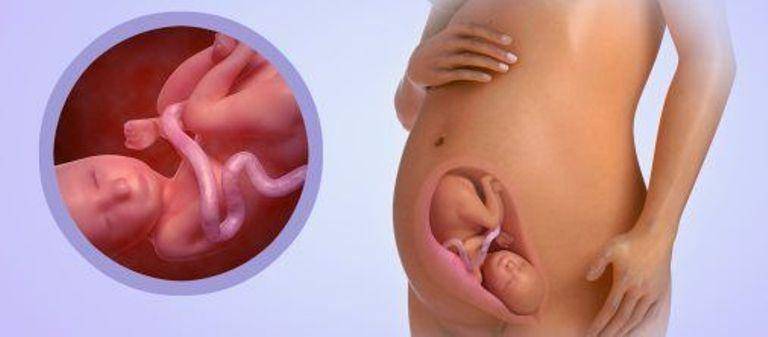 33 неделя беременности – что происходит, развитие плода, вес ребенка и живот на тридцать третьей неделе беременности - agulife.ru