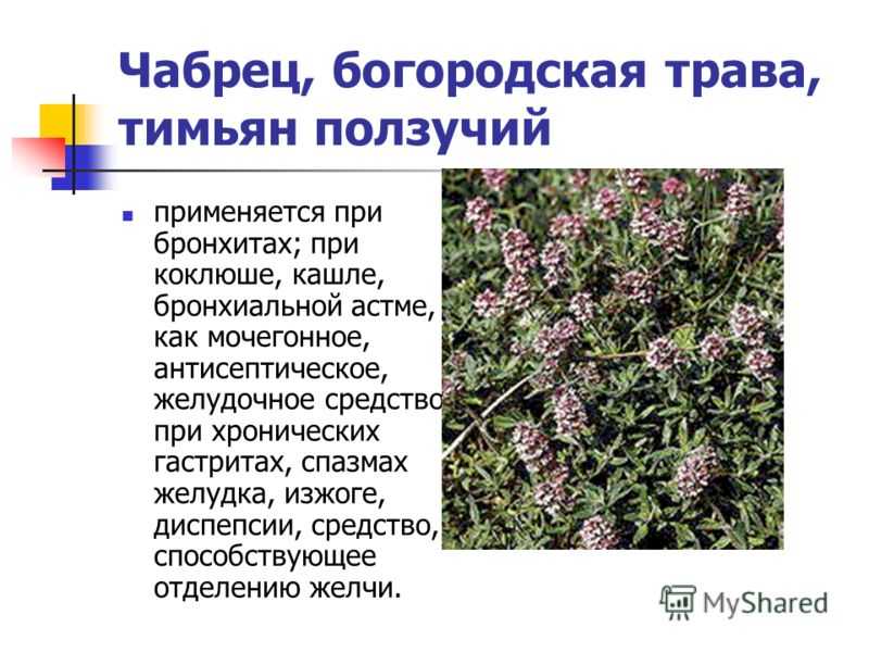 Растение чабрец как выглядит фото и описание