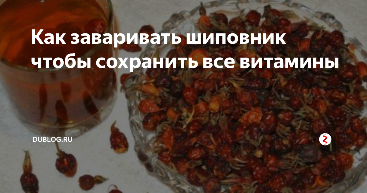 Как заваривать шиповник правильно сушеный, свежий, лучшие рецепты