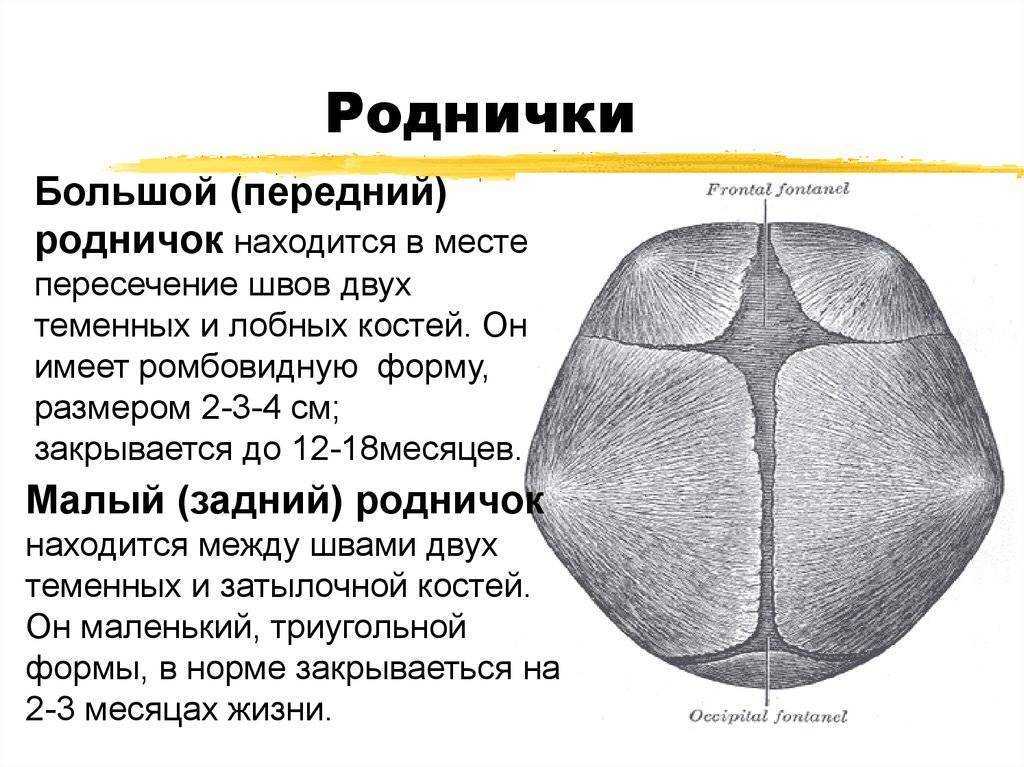Когда зарастает родничок у ребенка в норме: какого размера должен быть и почему пульсирует