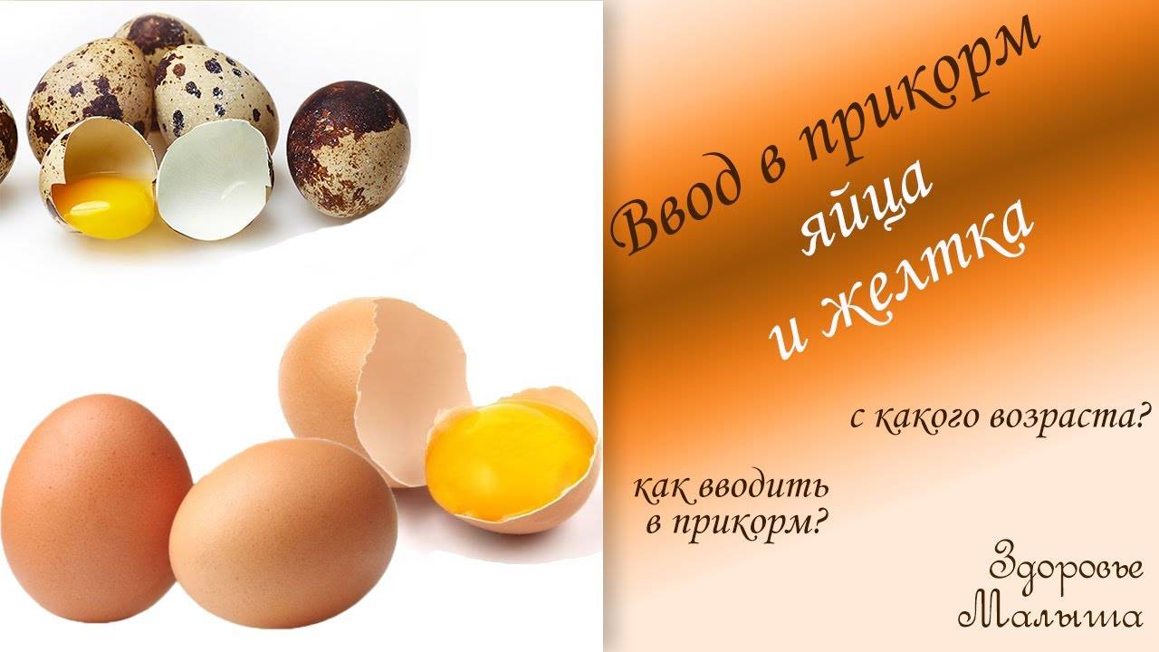 Как и когда вводить желток в прикорм грудного ребенка — можно ли давать яйца грудничку