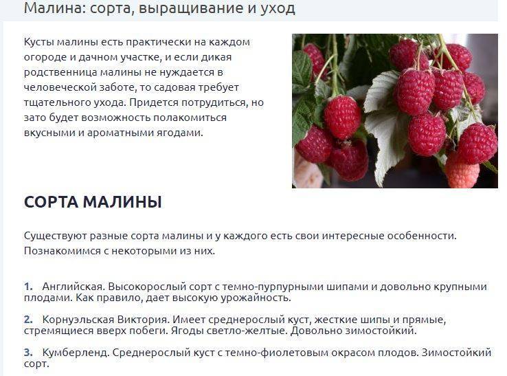 Сколько можно есть малины ребенку 4 года