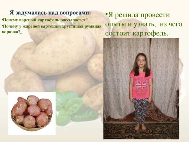 Картошка при беременности