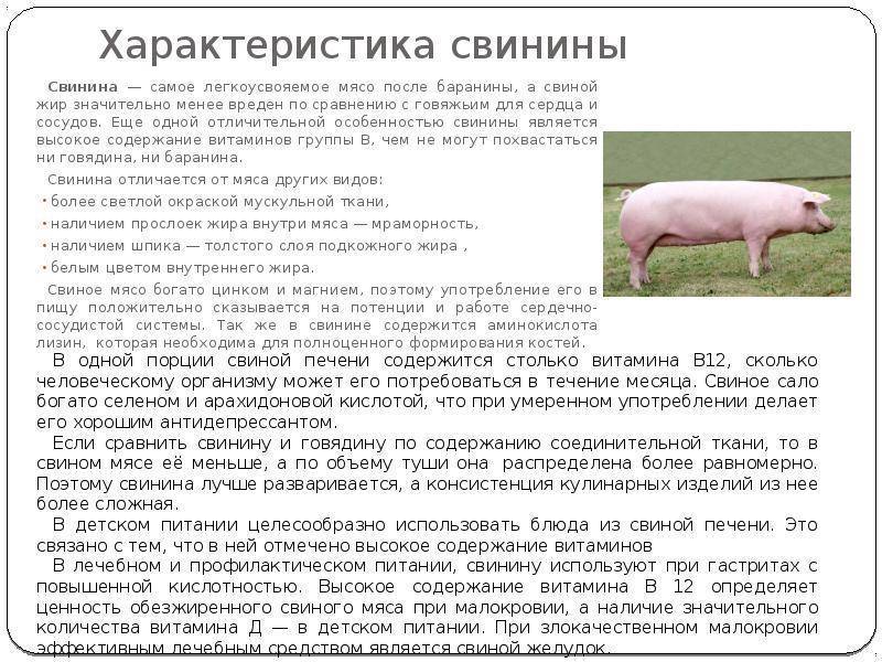 С какого возраста можно начинать давать свинину малышам: советы педиатра