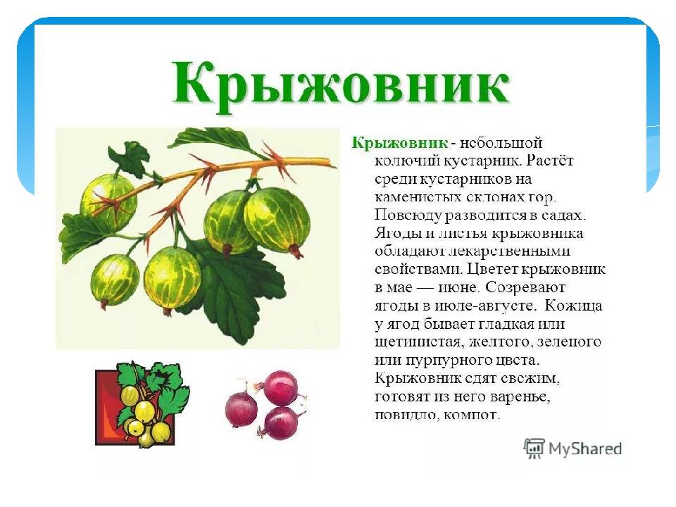С какого возраста можно давать ребенку киви: ответ специалиста