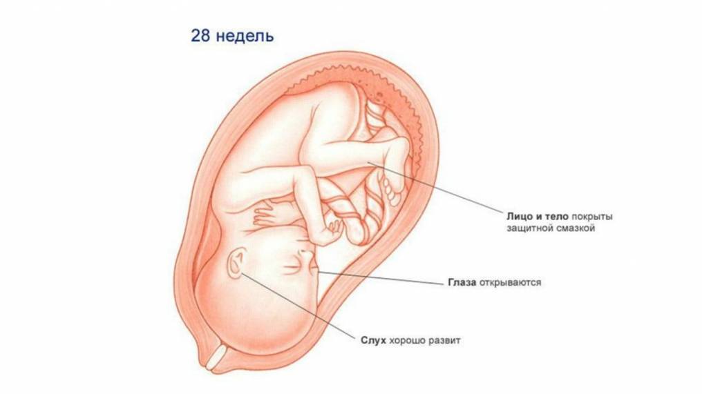 28 недель беременности: развитие плода вес и рост, какой месяц