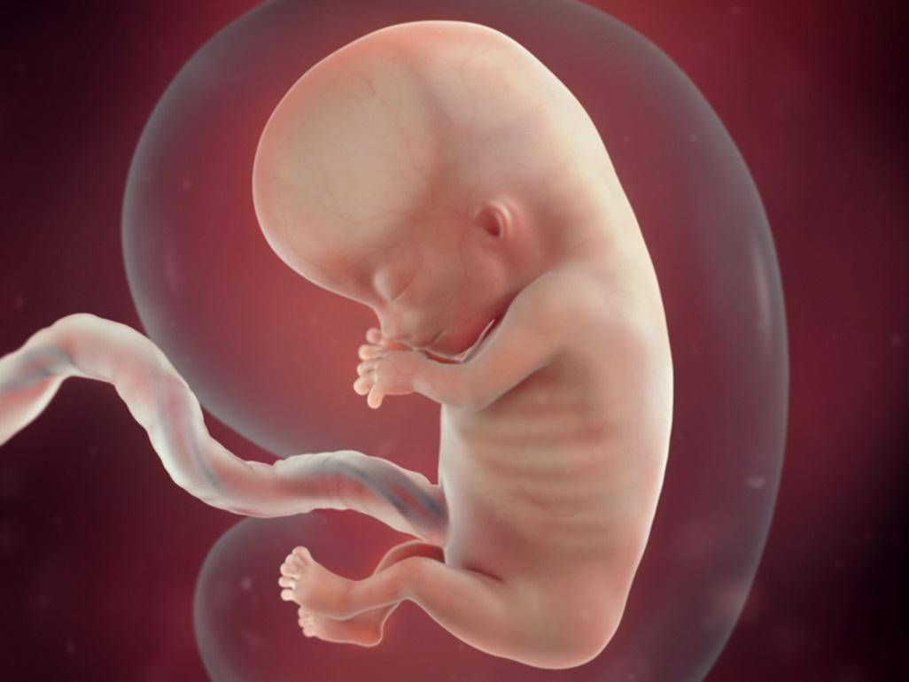 11 неделя беременности: ощущения, признаки, развитие плода