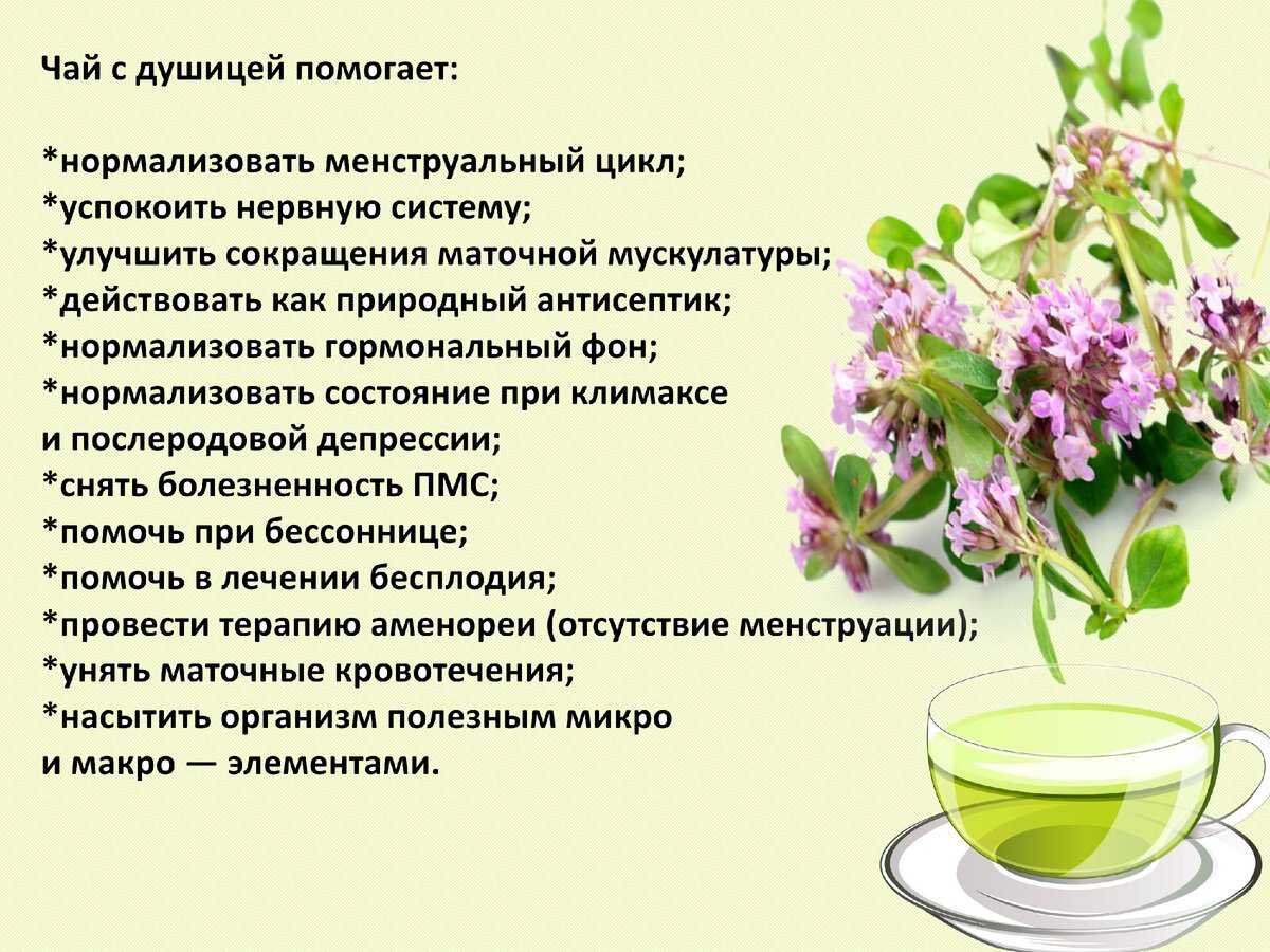Польза и вред чая с душицей и способы заваривания