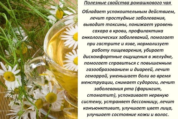 Ромашка при грудном вскармливании