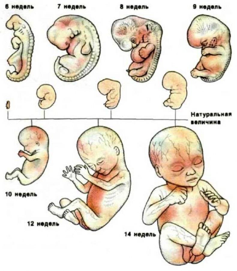 Плод ребенка по неделям. Стадии развития плода человека по неделям. Этапы развития эмбрион зародыш. Стадии эмбрионального развития по неделям. Фото развития плода по неделям в утробе.