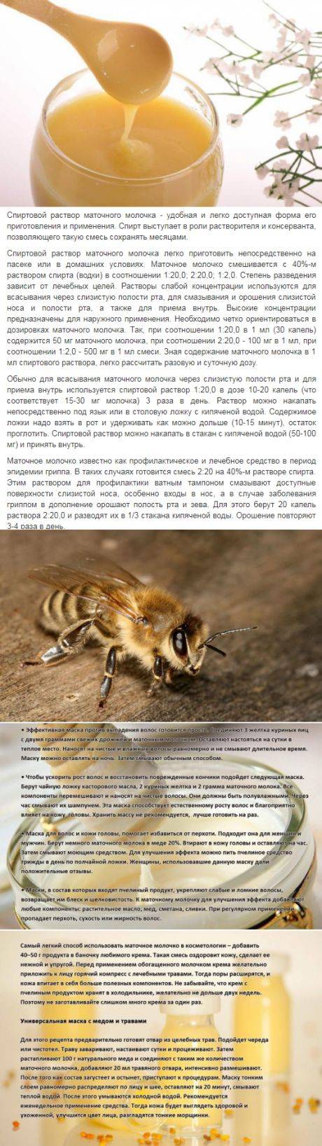 Пчелиное маточное молочко: польза, вред и способ приема