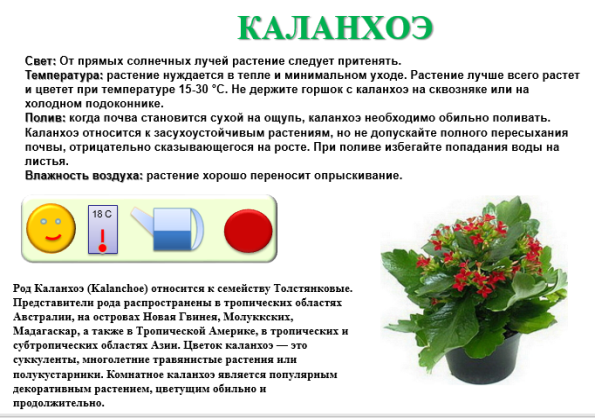 Сок каланхоэ от насморка детям: особенности использования