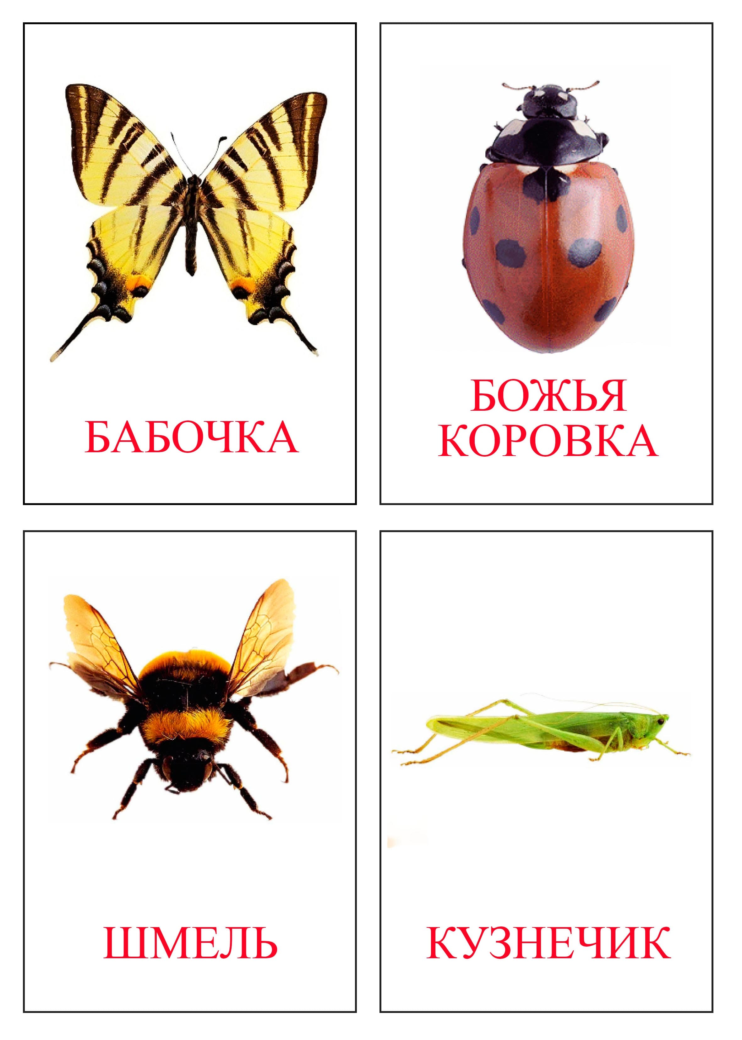 Методика домана. как заниматься? и стоит ли?| скачать карточки домана – жили-были