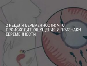 2 неделя беременности - что происходит, развитие и размер плода, боли и выделения | doctorfm.ru
