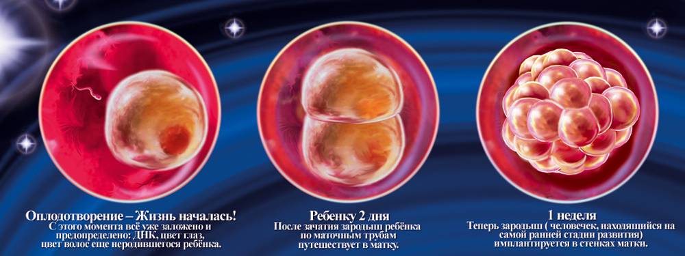 Развитие эмбриона и плода с первых минут оплодотворения и беременности - неделя 1 | аборт в спб