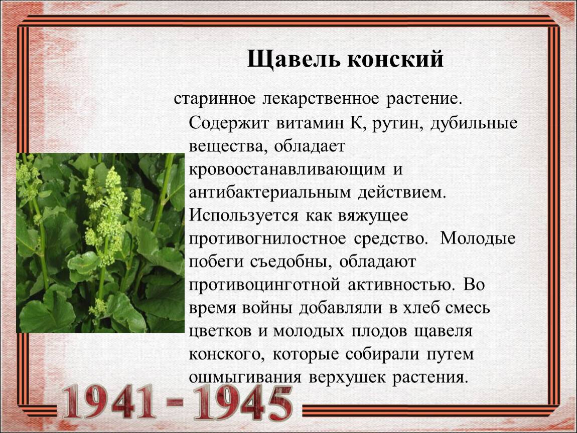 Зеленый борщ детям с какого возраста – здоровое питание