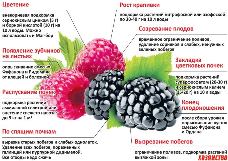 Польза малины для ребенка: ягодка от кашля и температуры
