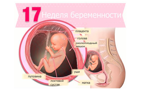 17 недель беременности [сколько это месяцев] – что происходит с ребенком, развитие малыша