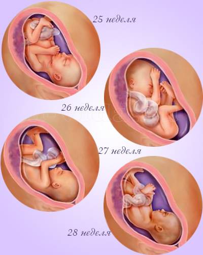 25 неделя беременности. календарь беременности   | материнство - беременность, роды, питание, воспитание