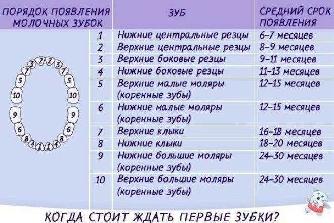 Прорезывание зубов : температура, сроки, схема и помощь