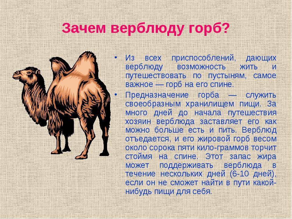 Зачем верблюду горб - назначение горбов у верблюда