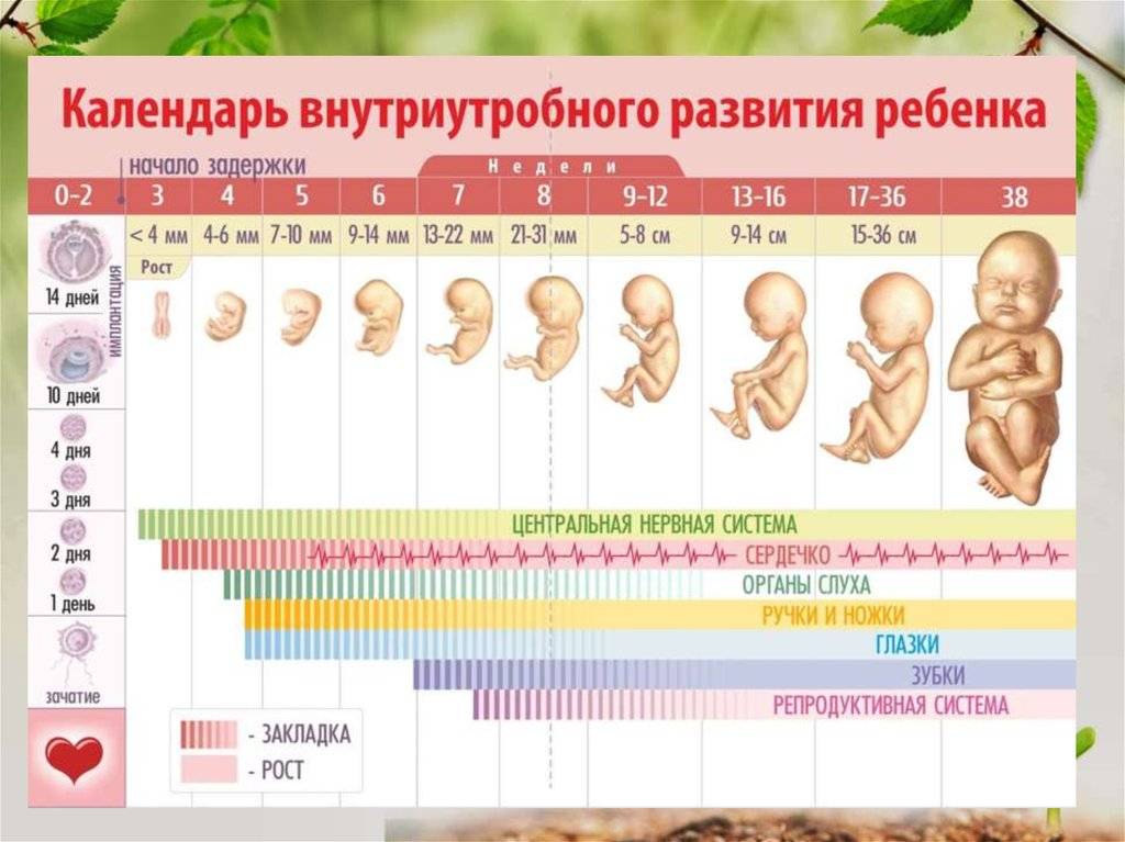 Эмбрион на какой неделе. Периоды формирования плода по неделям беременности. Формирование органов у плода по неделям таблица беременности. Этапы развития плода при беременности по неделям таблица. Таблица развития эмбриона плода по месяцам таблица по месяцам.