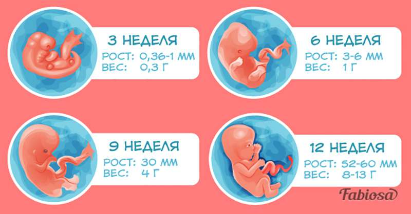 👶ответ эксперта: 1 триместр беременности - сколько это недель? 👪