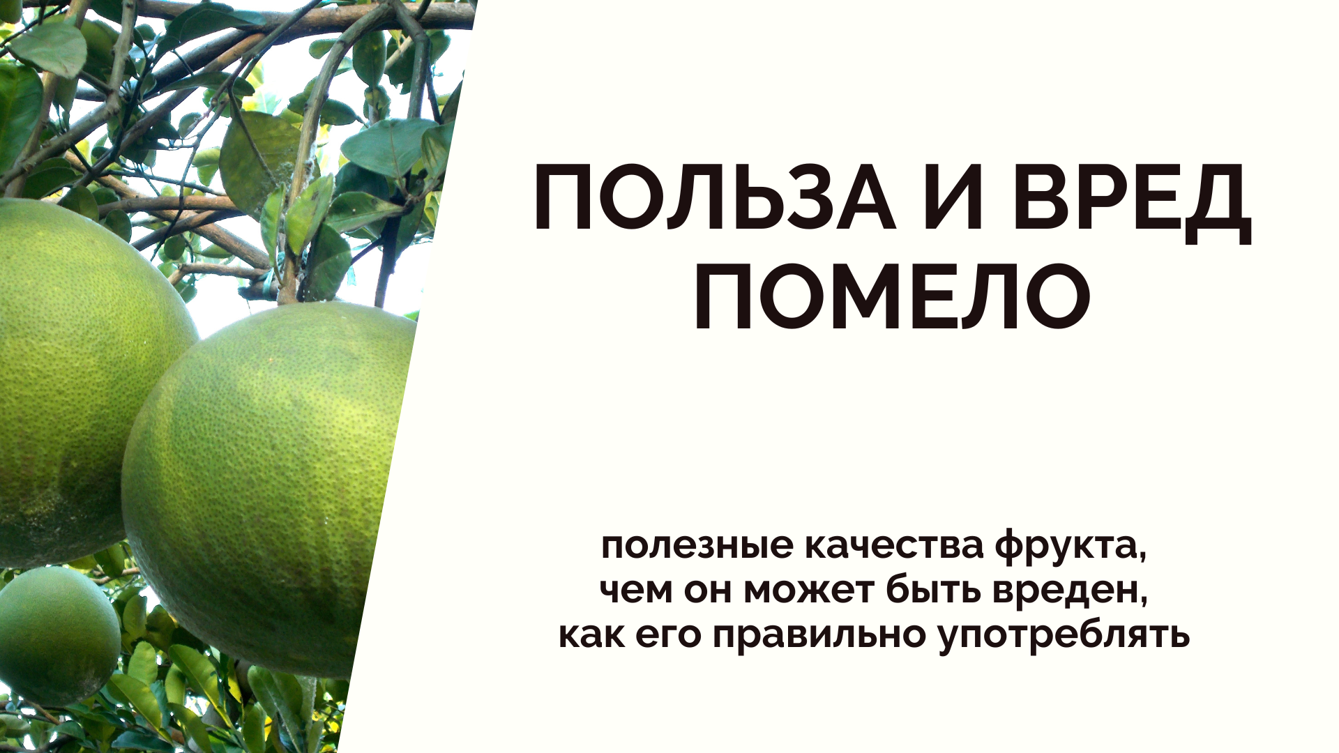 Помело: как употреблять, польза и вред помело для здоровья