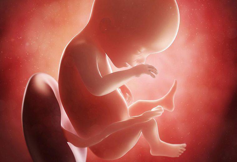 Узи на 19 неделе беременности: норма плода, пол ребенка