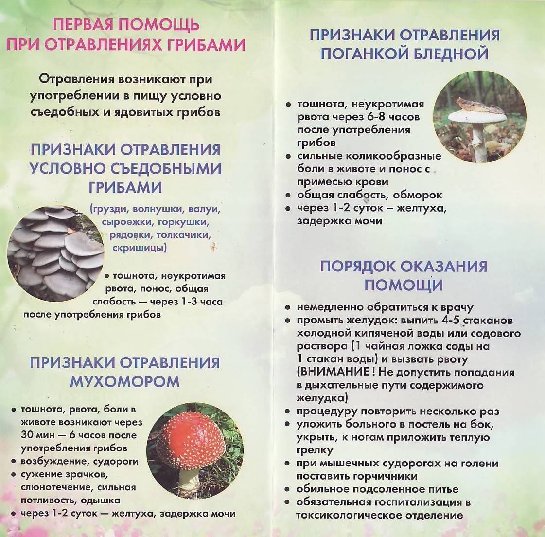 С какого возраста можно давать ребенку грибы — безопасно ли это | еда карапуза