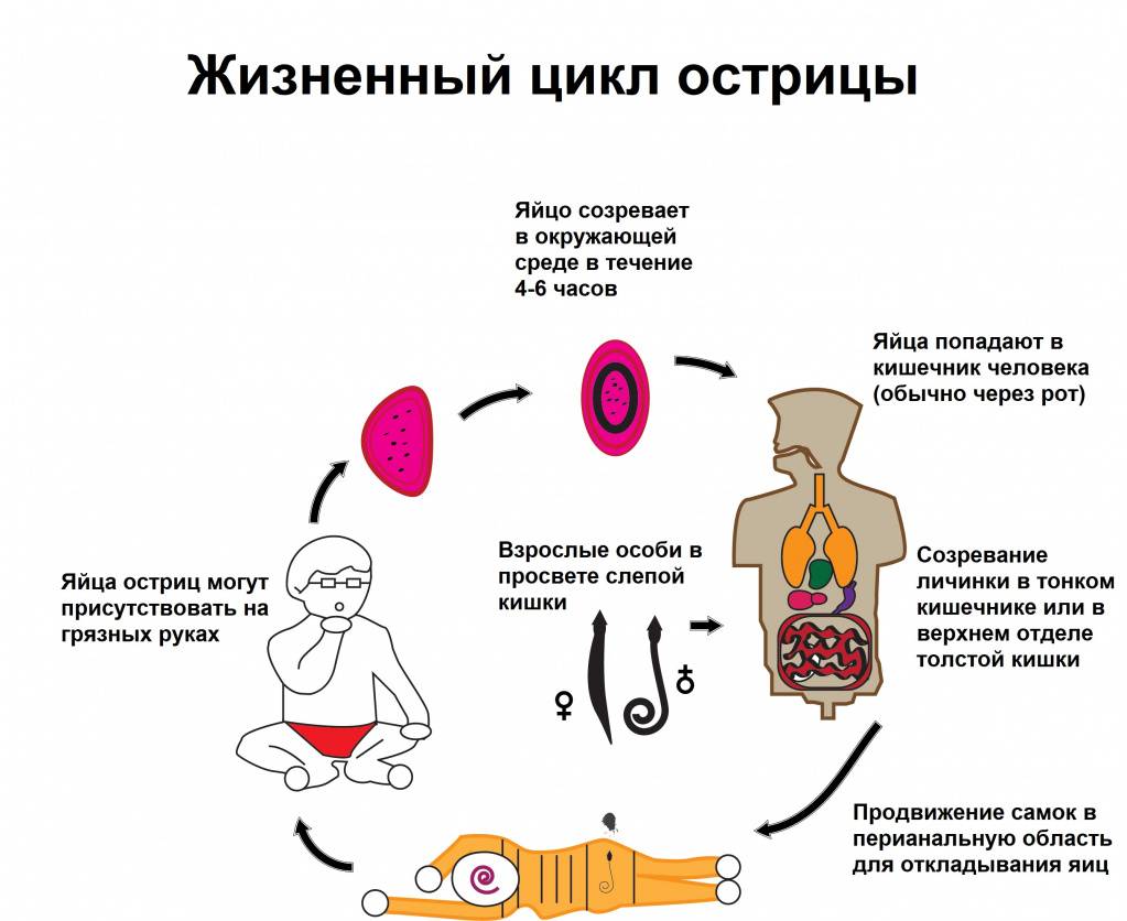Профилактика и лечение гистов у кормящей мамы в период лактации