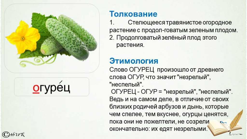 Огурцы: полезные свойства и противопоказания для организма человека