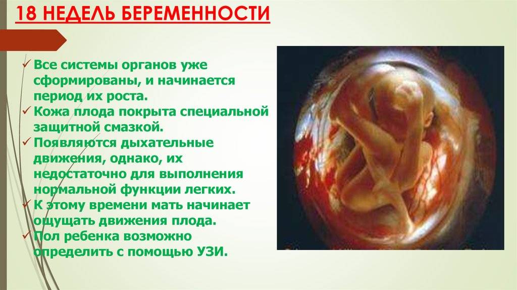 Восемнадцатая неделя беременности