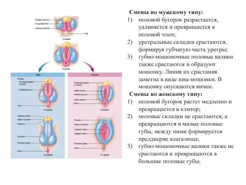 Аномалии влагалища у детей — лечение, диагностика, симптомы и причины болезни | николаев в.в.