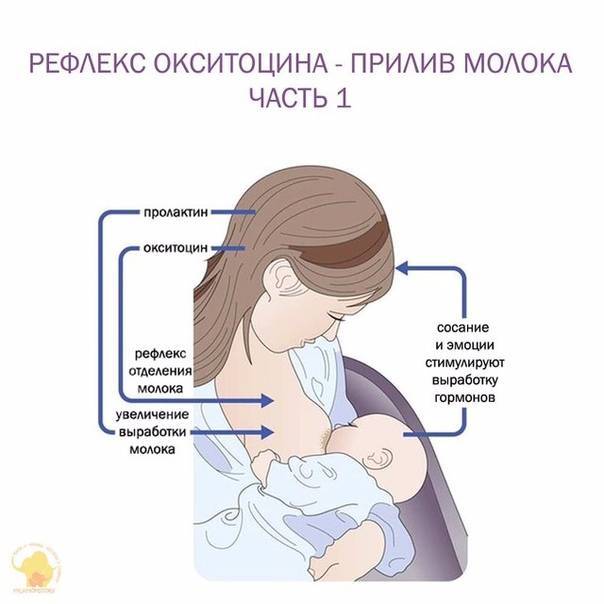 Что такое лактация, правила поведения