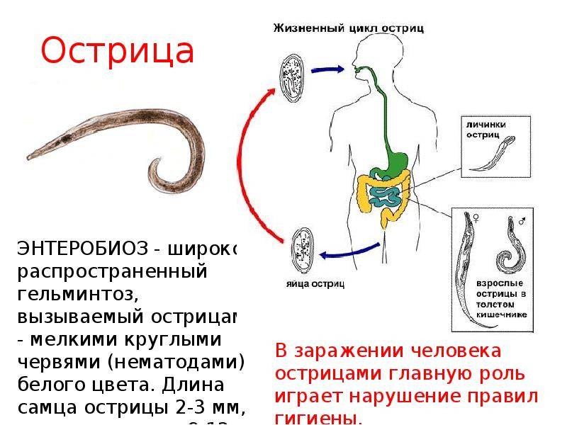 Глисты (гельминтозы) у детей - причины, симптомы, диагностика и лечение