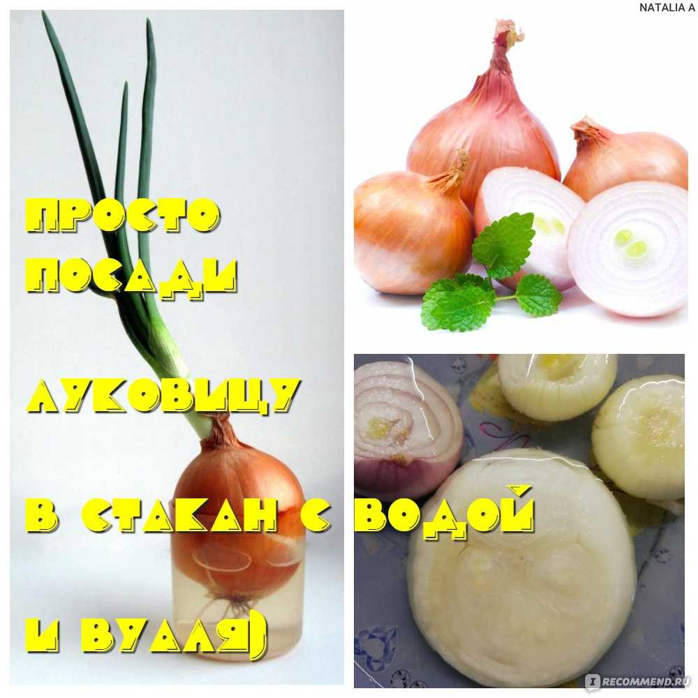 Польза лука для детей, можно ли давать лук ребенку ~