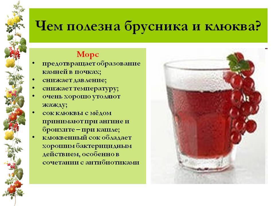 Ягода брусника — лечебные свойства и противопоказания