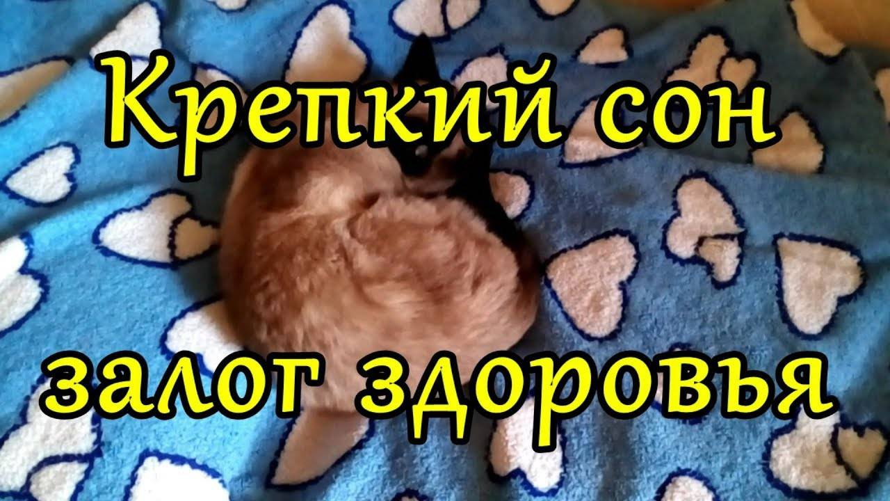 Хороший сон — залог хорошего настроения