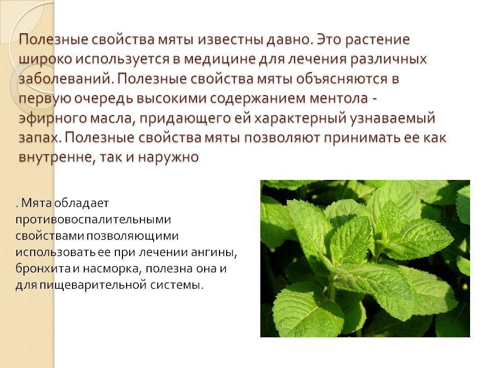 Мята при беременности | уроки для мам