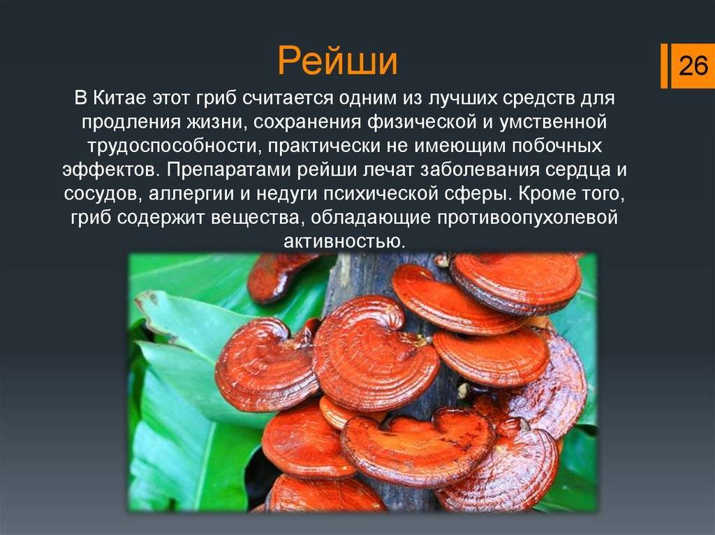 Гриб реши. Гриб бессмертия рейши. Гриб рейши Турция. Гриб рейши гриб рейши. Рейши (трутовик лакированный).