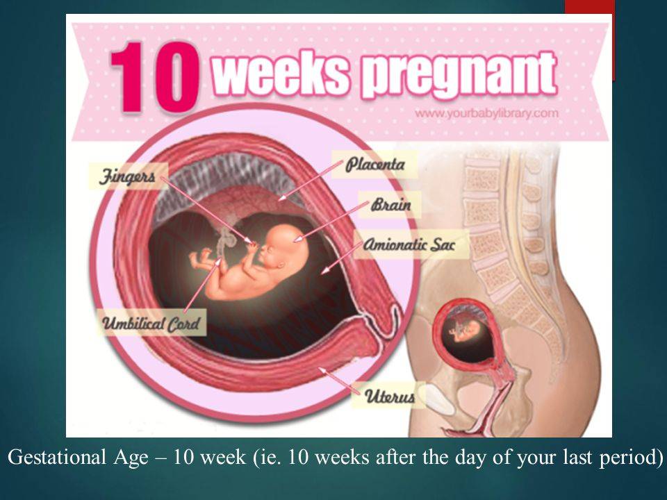 10 неделя беременности: что происходит с малышом и мамой