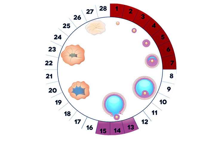 Первый месяц месячные. Овуляция при 28 дневном цикле. Менструации месяц 2 раза. Сколько длится овуляция. Сколько дней длятся месячные.