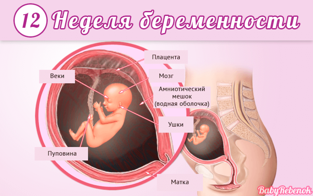 13 неделя беременности: развитие плода, ктр, вес, ощущения женщины – портал для мам, отзывы