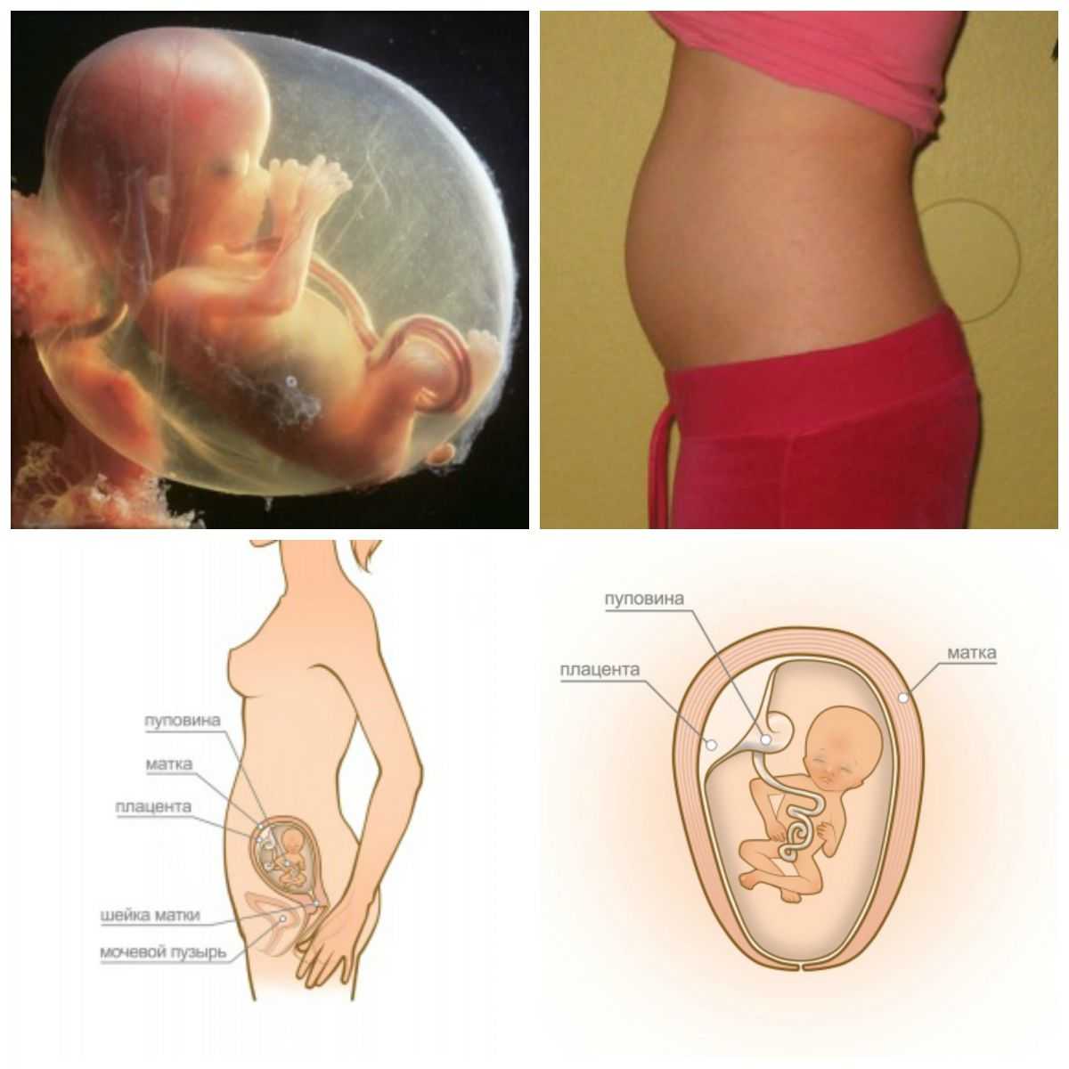 13 неделя беременности: что происходит, размер плода, пол ребенка, фото живота