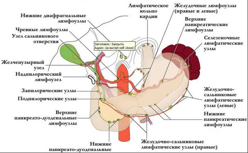 Воспаление лимфоузлов в кишечнике - причины и лечение