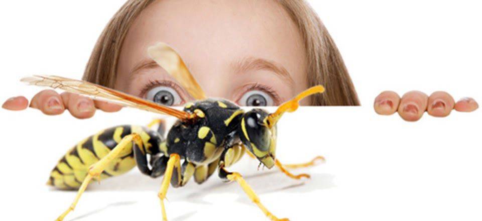 Ребенок до ужаса боится летающих насекомых. ребенок боится мух: как ему помочь