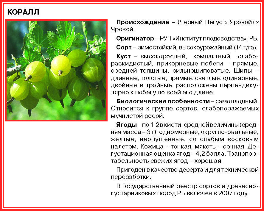 Когда можно давать ребенку крыжовник