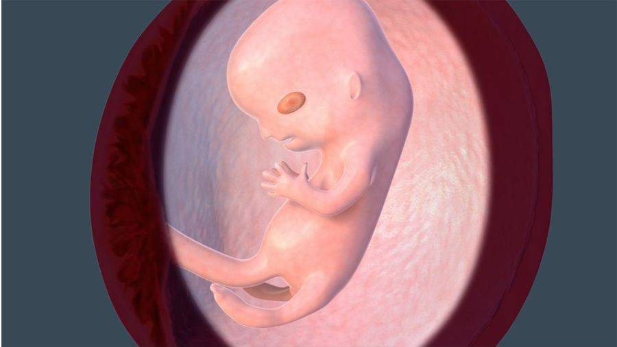 11 неделя беременности: фото плода, живот, узи, ощущения