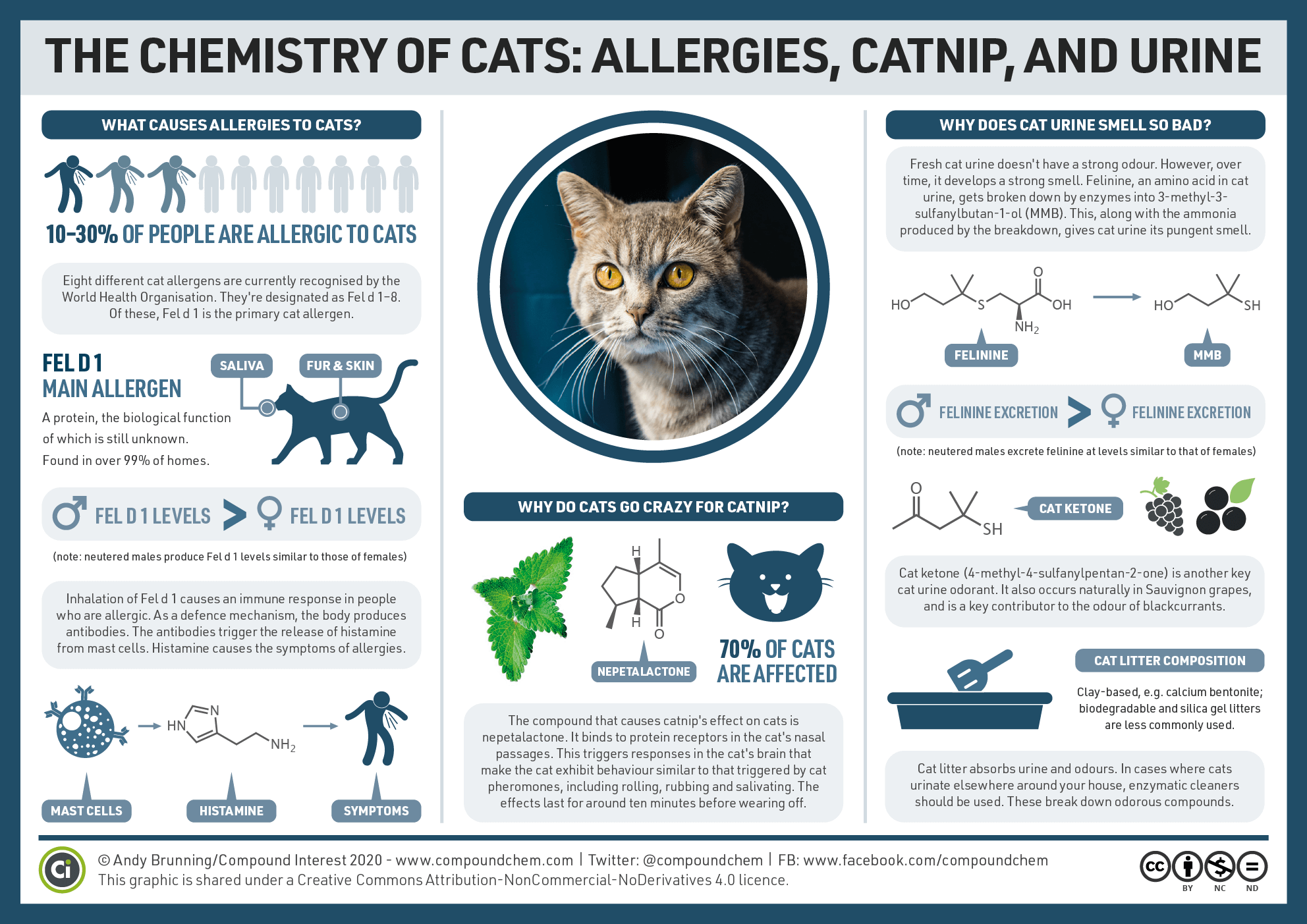 Аллергия на кошек. 9 признаков аллергии у ребенка на кота